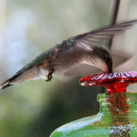 Meet your Posher, Hazel - Picture 2 of 3